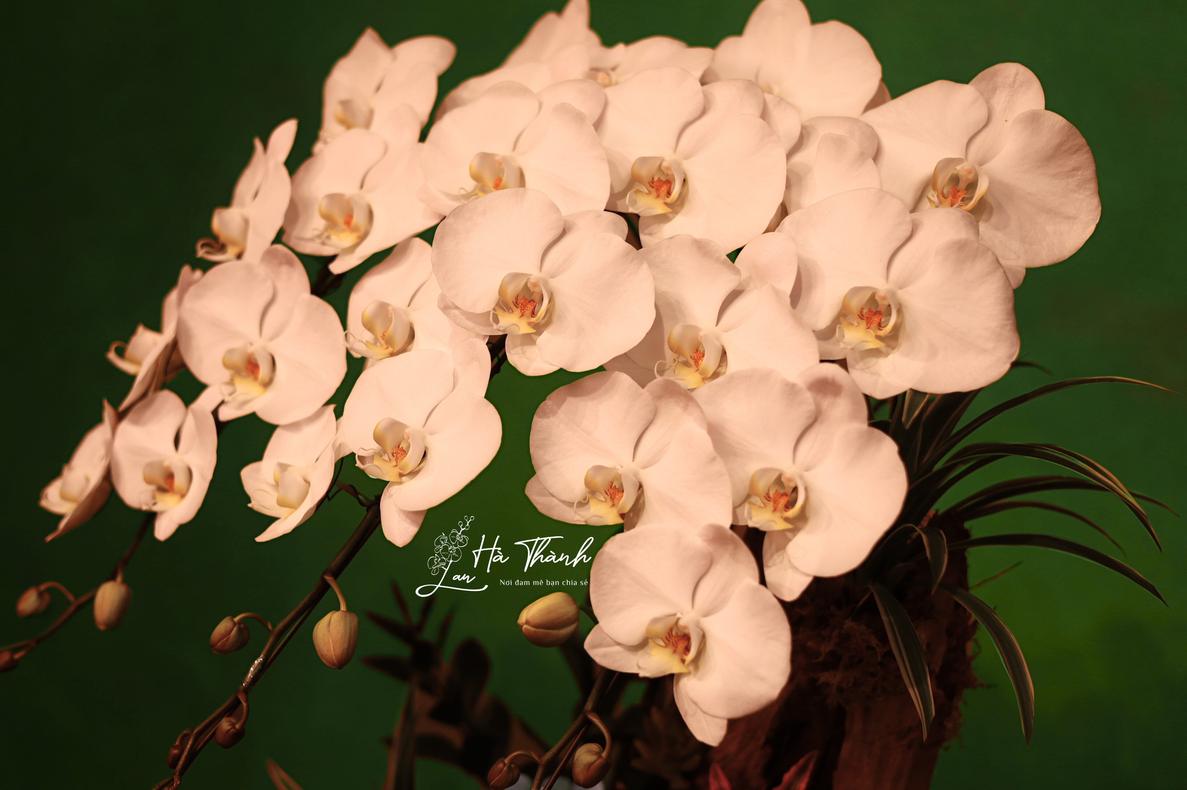 Chậu Lan Hồ Điệp Tiểu Cảnh Hoa Đại Màu Trắng – Tinh Khôi &amp; Đẳng Cấp Từ Lan Hà Thành